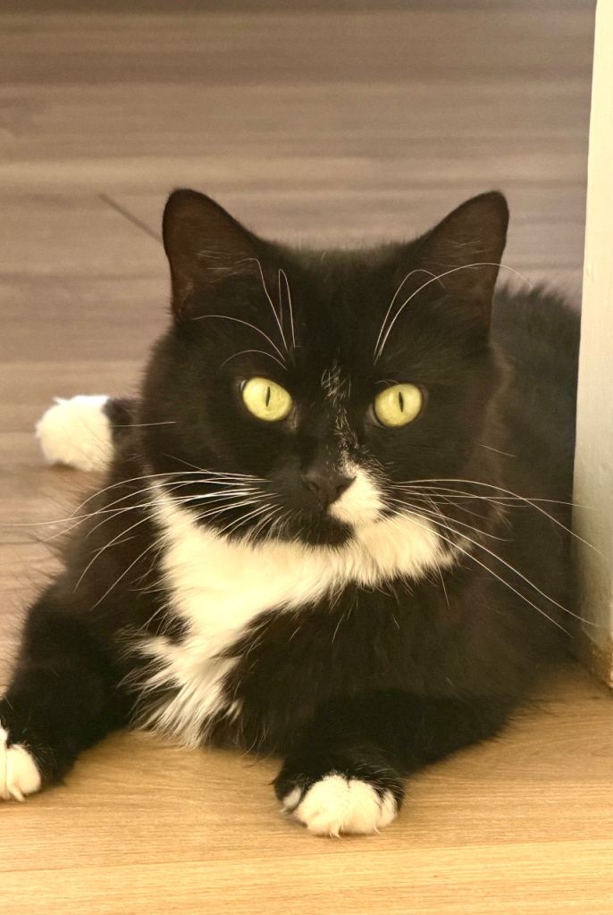 🐾 Looking for a Loving Forever Home for Ariel 🏡❤️