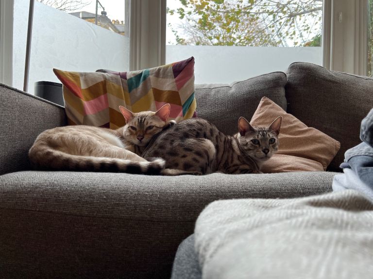 Two Bengal Boys