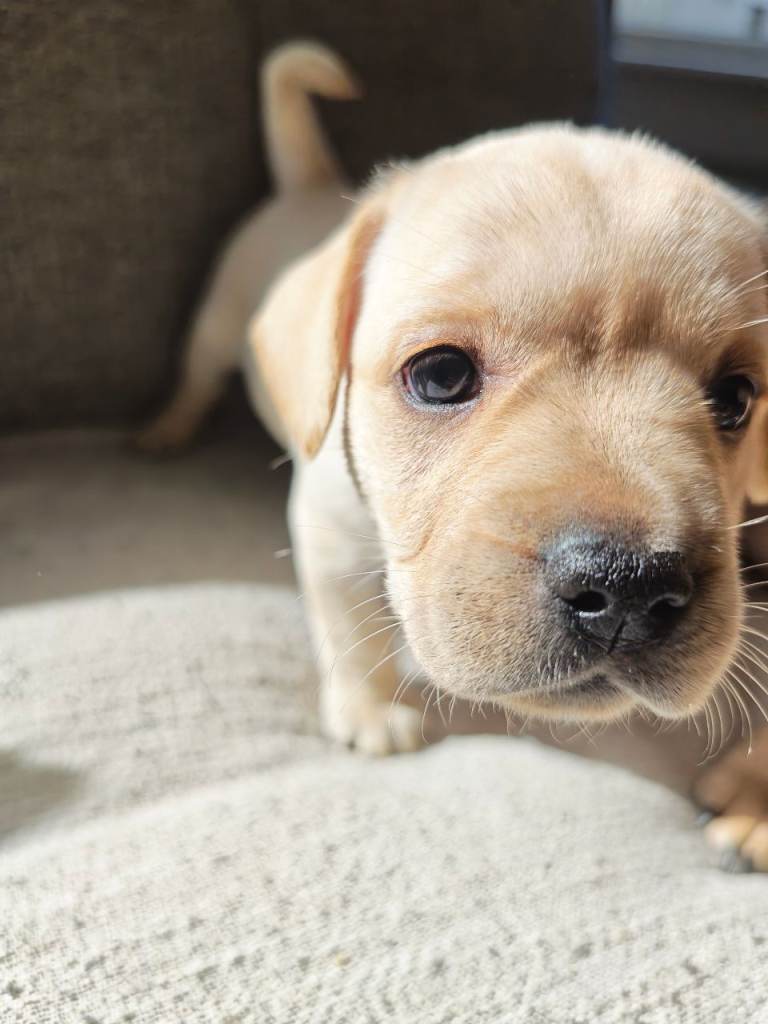 French Bulldog X Lab Puppies