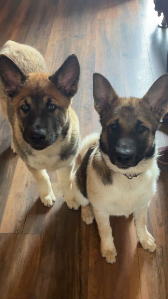 Husky/Belgian Shepherd puppies 