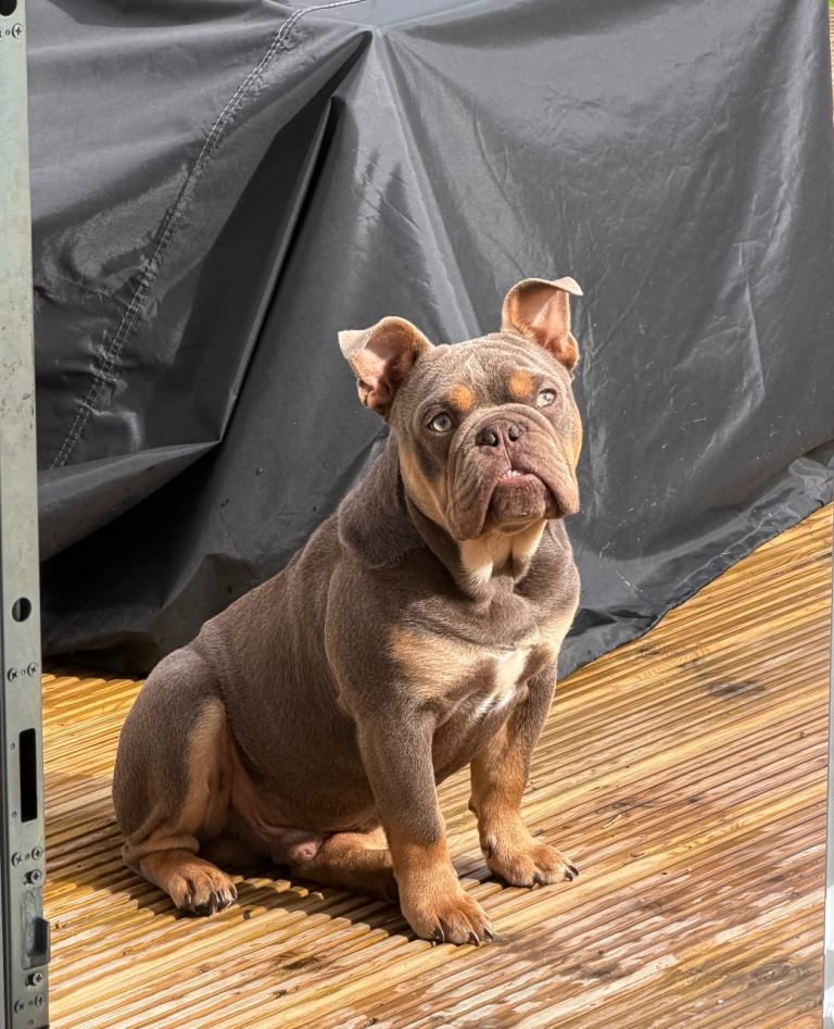 English bull dog puppy for sale 