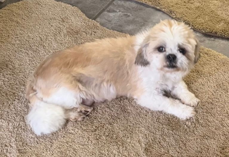 Shihtzu 