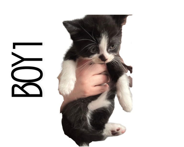 Kittens Black and White 1 Girl 2 Boys 