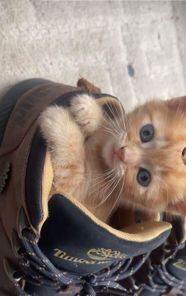 Orange tabby kittens 