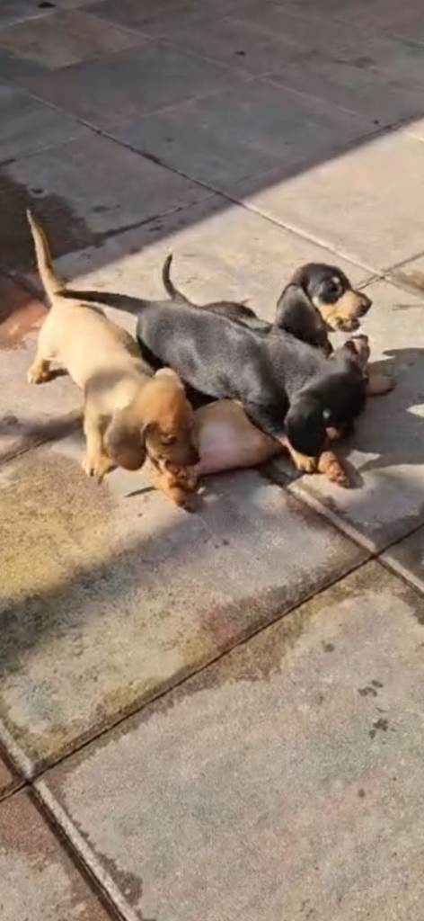 Dachshund 
