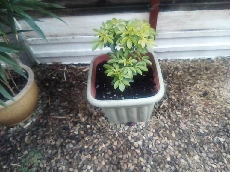 Mature choisya shrub plant in medium size square plant pot.