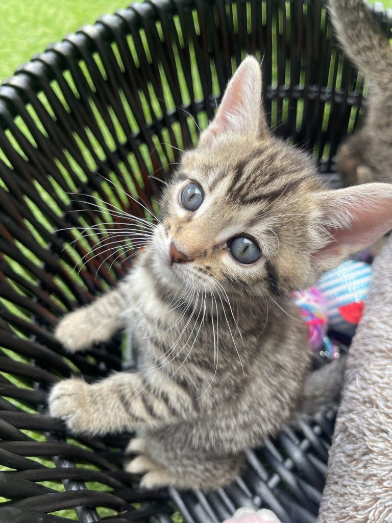 Bengal/ British Shorthair kittens