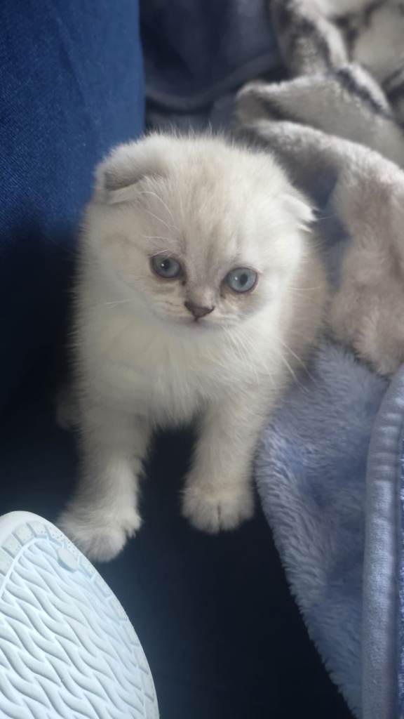Kitten 🐈 🐾🐾 girl's 