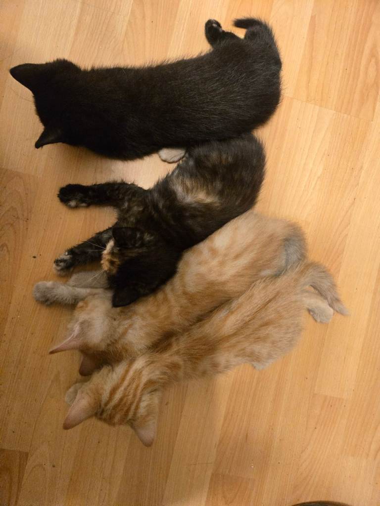 Litter of kittens