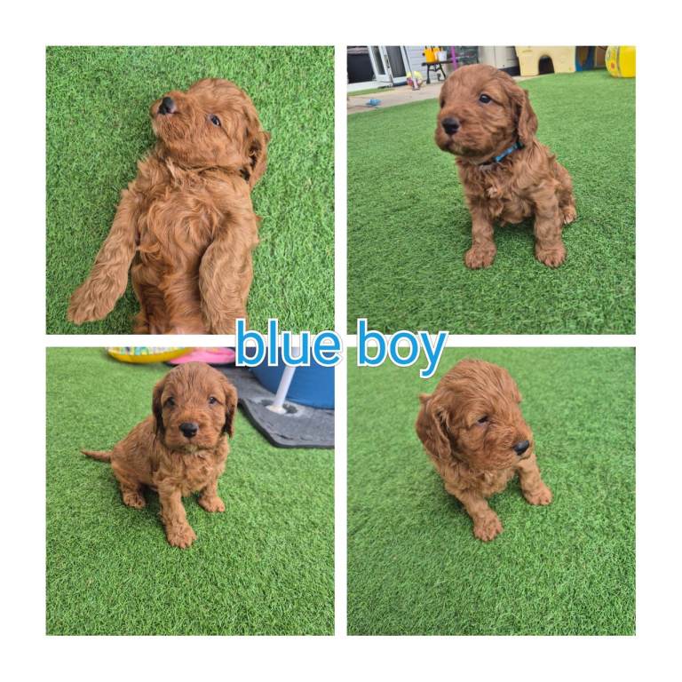 Cockerpoo puppies 🧡 