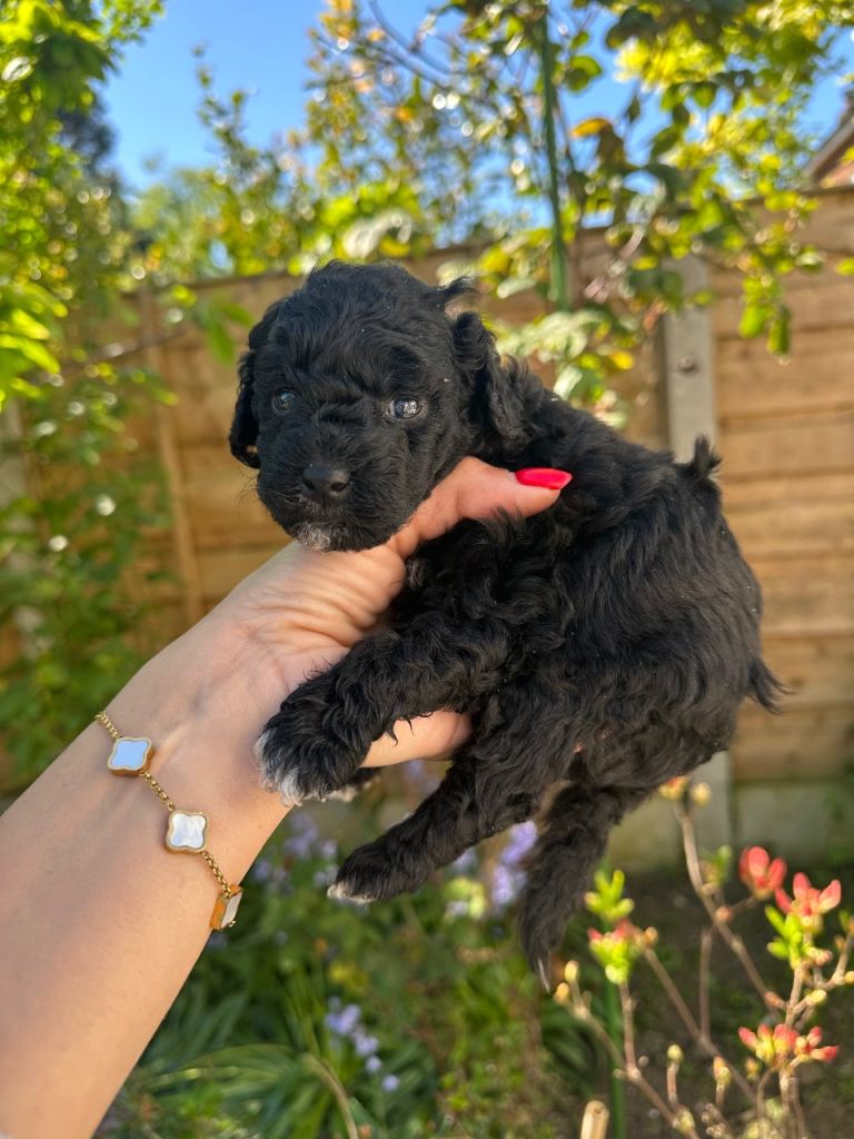 Puppy toy Poodle cross Miniature Poodle.