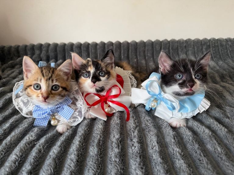 2 kittens are ready to move to a new home.