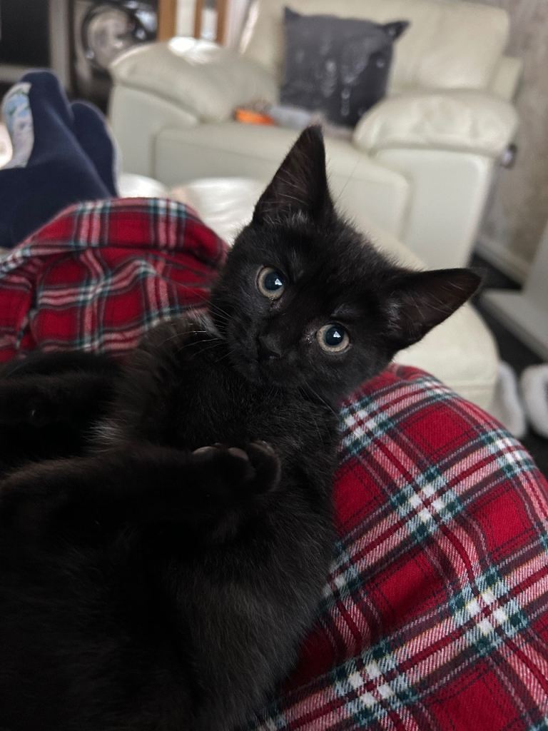 13 week old female kitten 