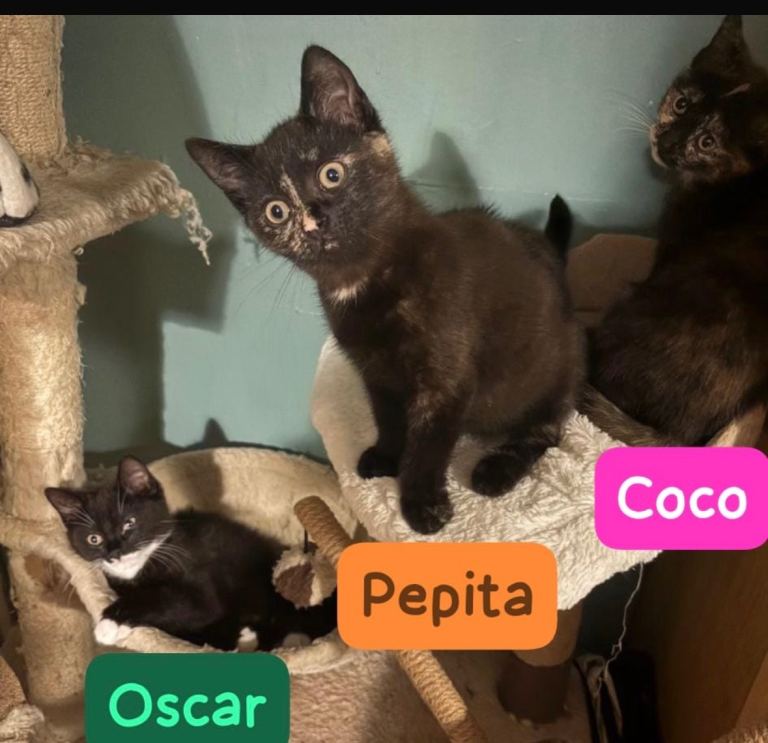 Beautiful kittens x 3 aged 12 weeks: 1 black and white male and 2 x Tortoiseshell females