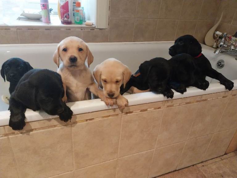 1 Beautiful KC registered black Labrador puppy - looking for her forever home - ready to leave 
