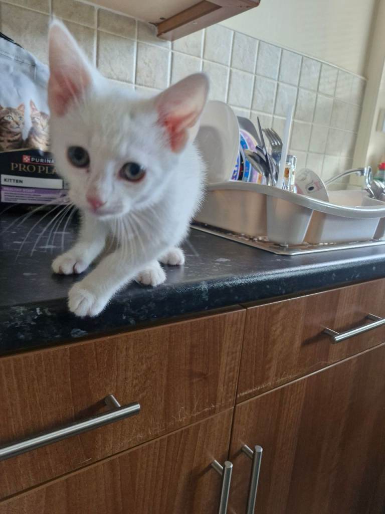 Male kitten