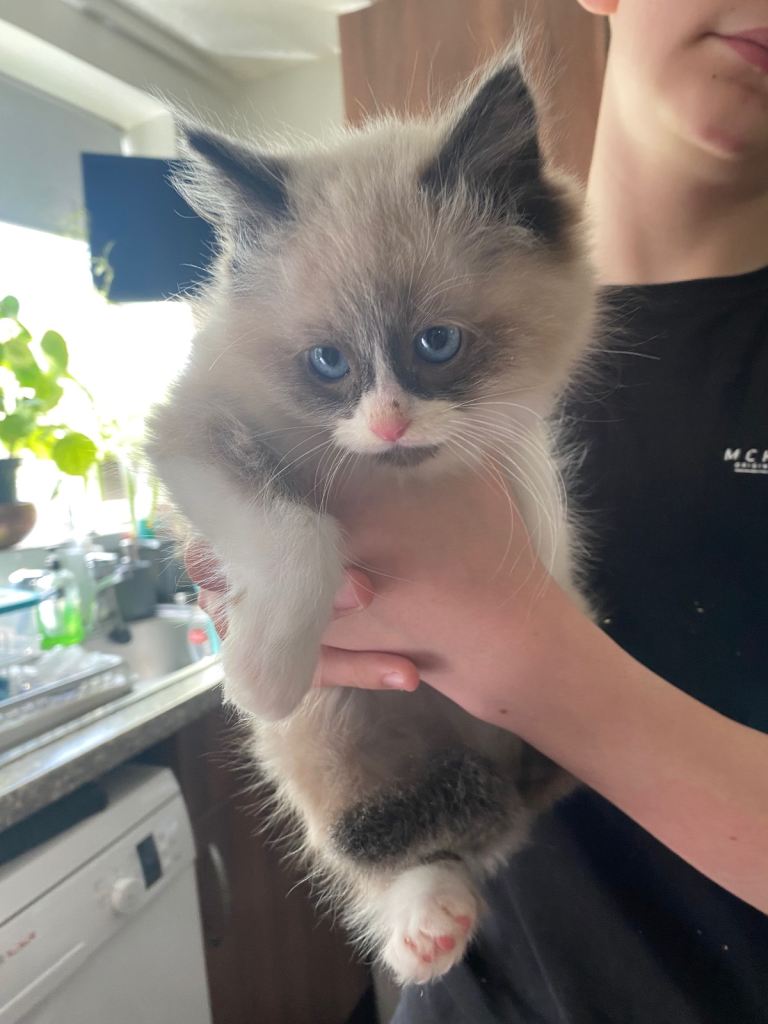 Ragdoll kittens