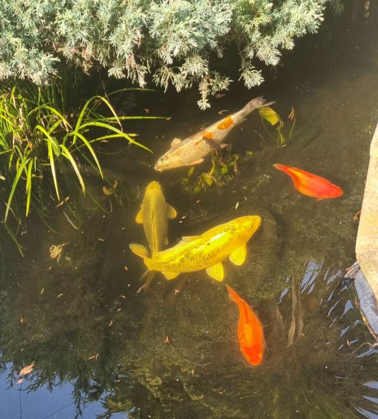 Gold fish and coy carp