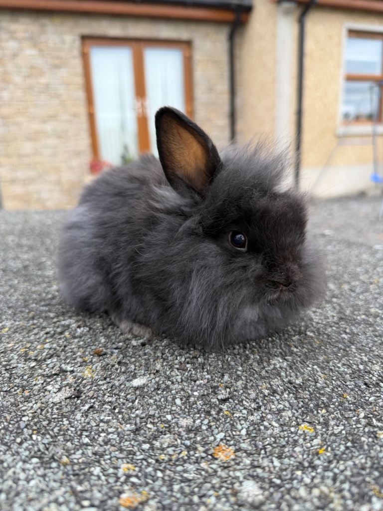 Lionhead rabbits and netherland dwarfs. 
