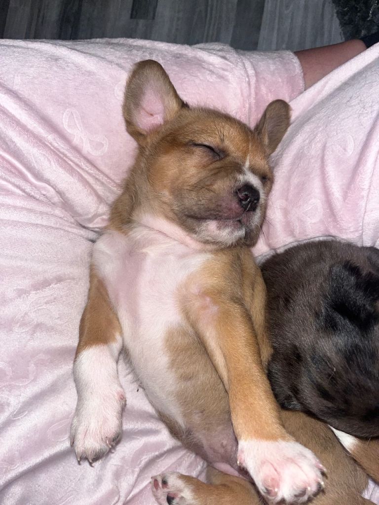 MIXED BREED PUPS 