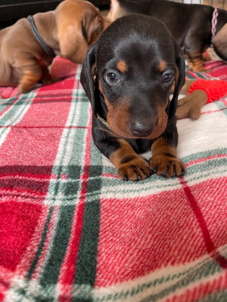 Dachshund Puppies 