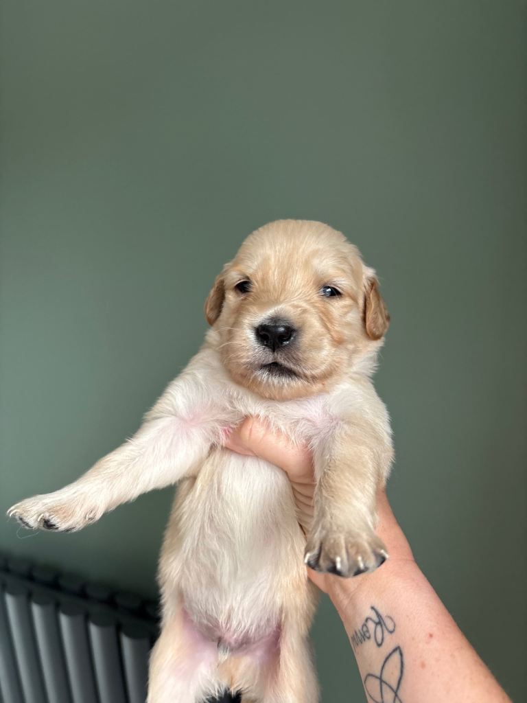 Golden retriever puppies
