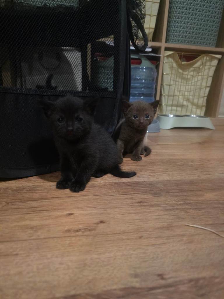 Beautiful Russian Blue short haired x BSH  kittens 