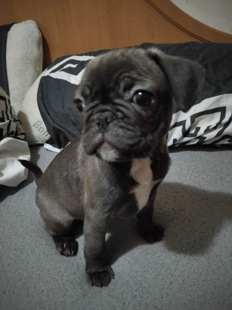 Last female frug puupy