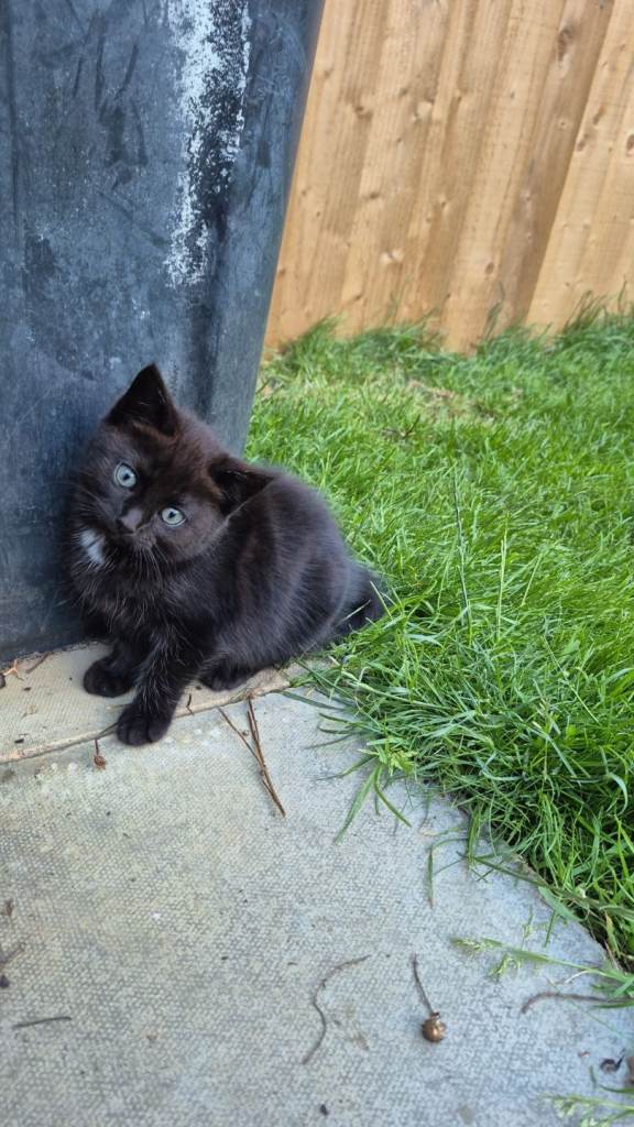Kittens 