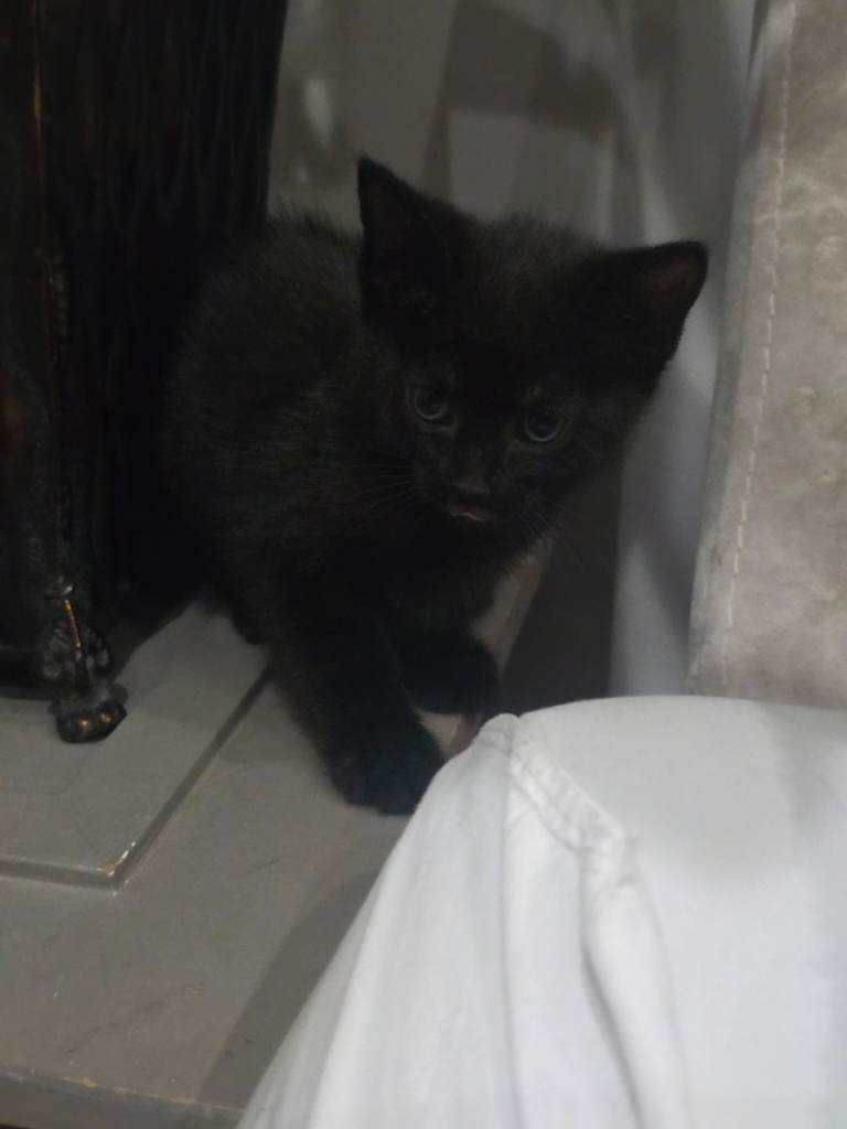 Black/brown tabby x bengul x tuxedo 