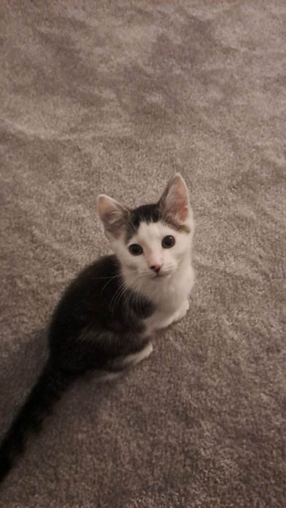 11 week old male kitten 