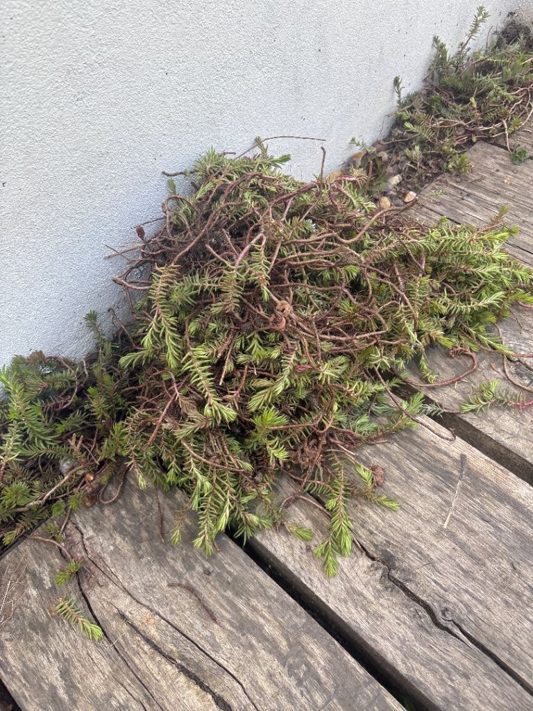Succulent plant cuttings free