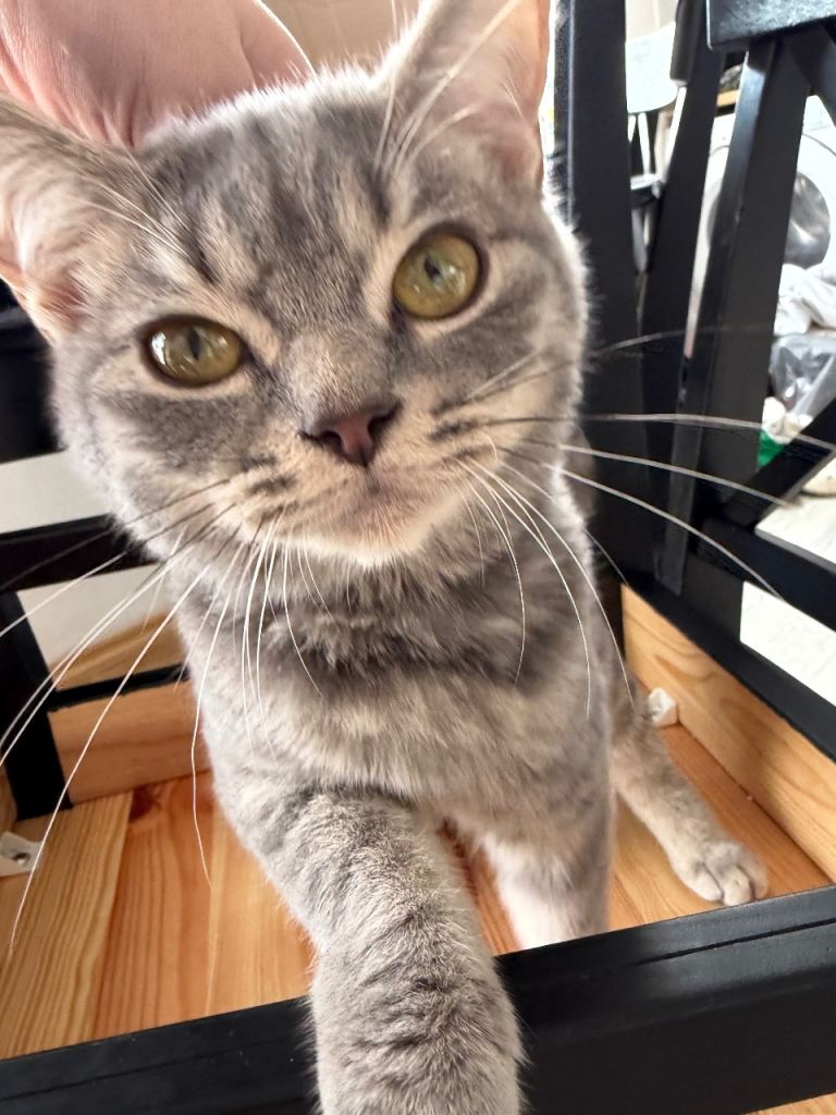 Beautiful British shorthair cross 