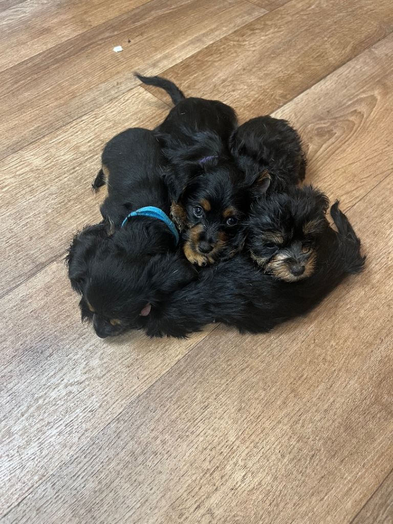 4 yockapoo pups for sale! 