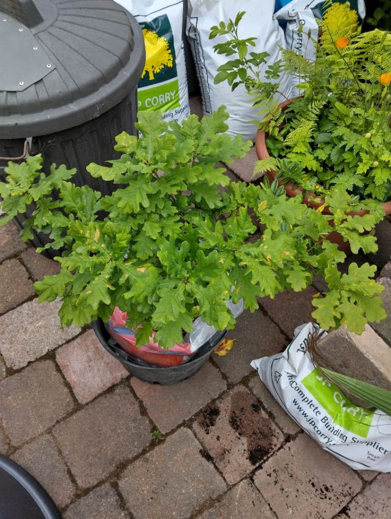 Oak tree sapling 1