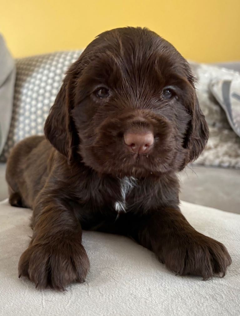 Cocker Spaniel Puppies 