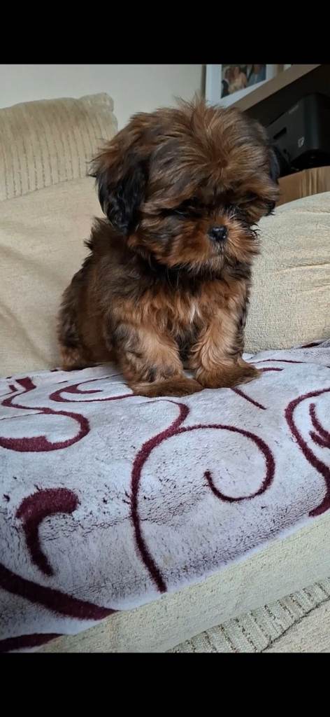 Shih-tzu