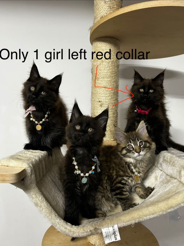 TICA registered Maine Coon health checked 