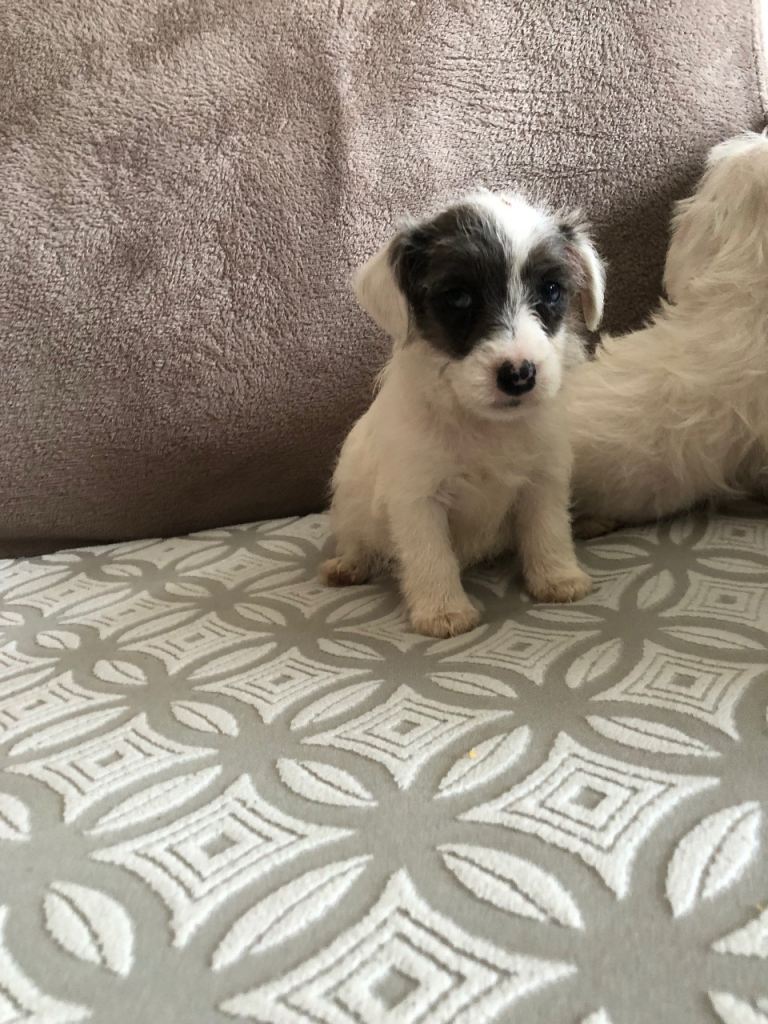 Beautiful jack Russell puppies 