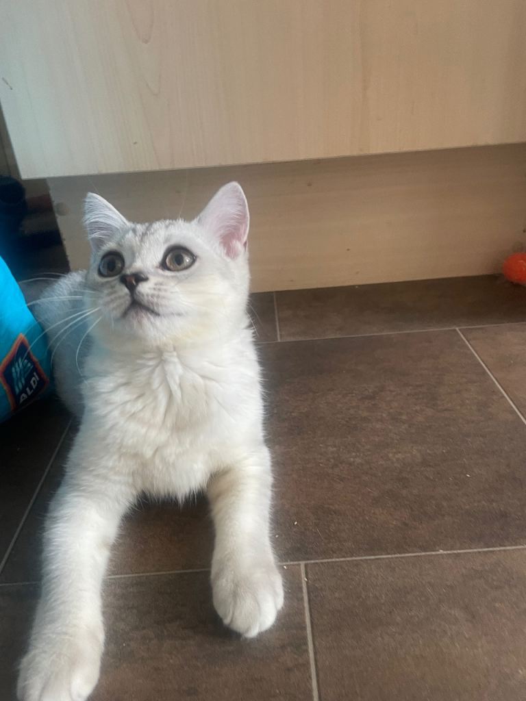 British Blue Shorthair Silver Tabby kittens