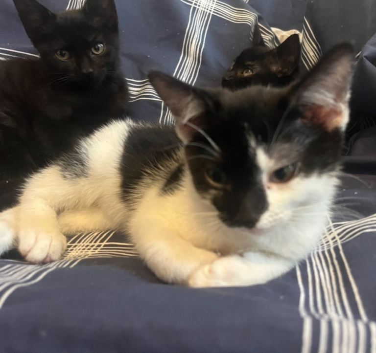 Kittens