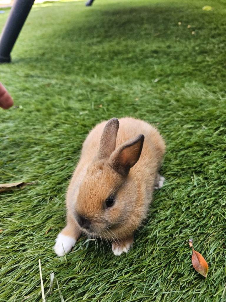 🐰 Beautiful Baby Rabbits Looking for Loving 5⭐ Homes ❤️