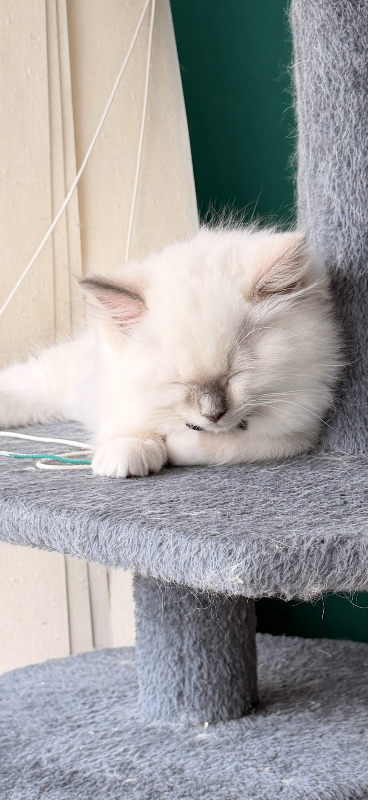 Ragdoll kittens Pure breed ready now !