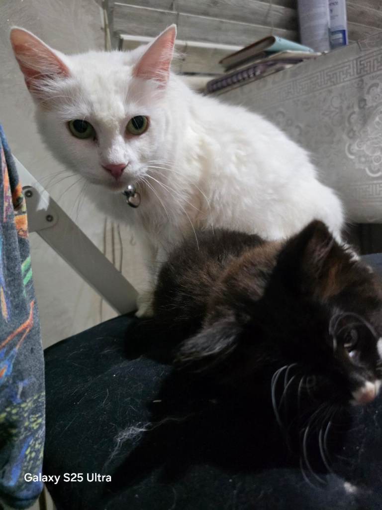 Turkish Angora 
