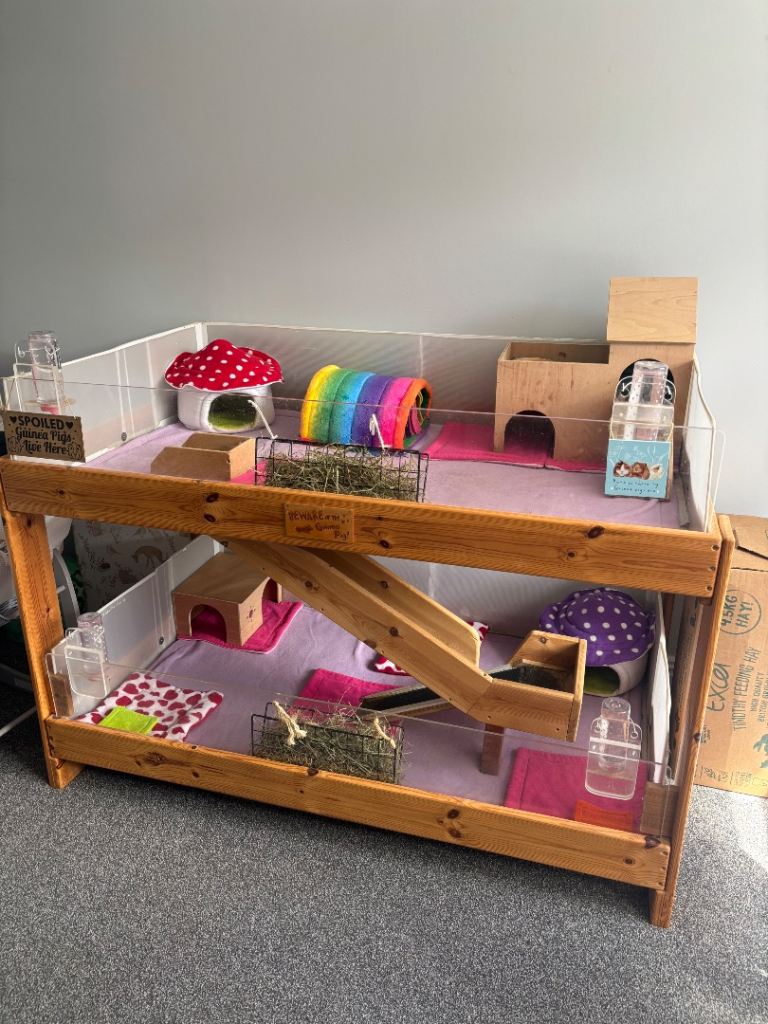 Guinea pig pen 