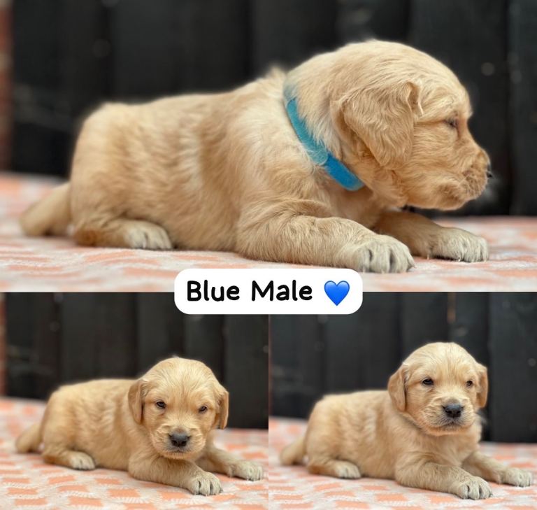 KC Golden Retriever Puppies •Health Tested• Pedigree•KC•
