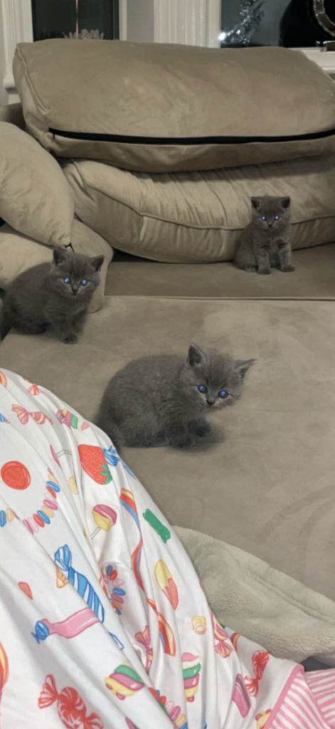 Boy British short/ long hair kitten 