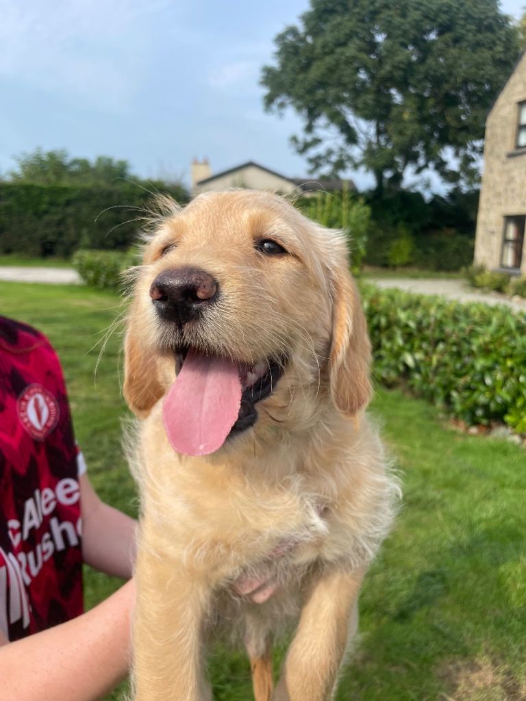 Labradoodle puppies 