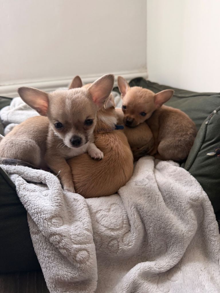 Pomchi puppies 