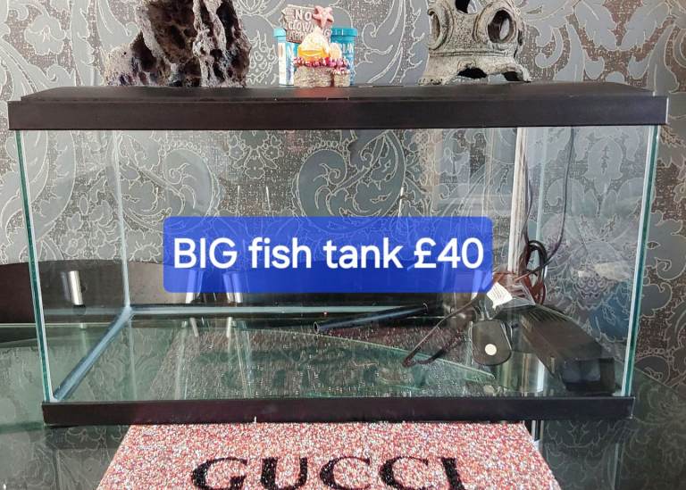 Big fish tank 